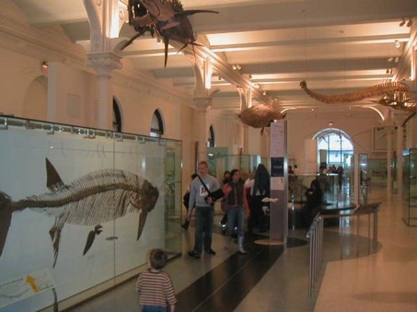 المتحف الأمريكي للتاريخ الطبيعي نيويورك موقع عنوان احداثيات