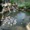 حديقة الطيور