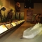 متحف ميلانو للتاريخ الطبيعي
