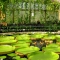 حدائق النباتات الملكية في كيو
