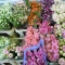 سوق الزهور والنباتات