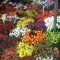 سوق زهور شارع كلومبيا 