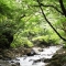 الحديقة النباتية كويشيكاوا